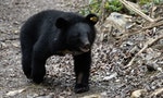 山老鼠涉盜伐林木還把台灣黑熊吃下肚，黑熊媽媽黃美秀：「北台灣熊況榮景不再」