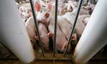 萊豬公投不是食安問題，而是國際貿易誠信問題