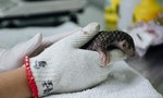 Covid-19 Casts New Light on Taiwan’s Pangolin Conservation
