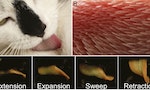 為什麼被貓咪舔舔時的觸感，有如砂紙一般粗糙？