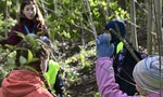 芬蘭防疫日常：森林變擁擠，實行社交距離比以往更困難？