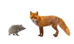 刺蝟與狐狸 hedgehog and fox isolated on a white background