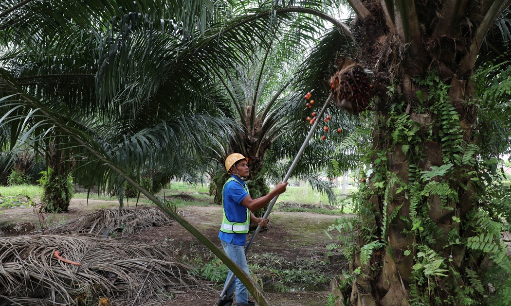馬來西亞缺工上百萬人，棕櫚油種植業與製造業營收受挫衝擊經濟復甦 – The News Lens 關鍵評論網