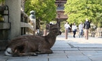 疫情下的日本奈良鹿：有的健康到處跑，有的骨瘦如柴可能是「鹿餅成癮」