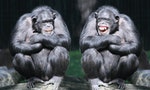 《瑪瑪的最後擁抱》：人類男性往往受年輕伴侶吸引，不過在黑猩猩的世界中並非如此