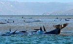澳洲史上最慘集體擱淺：470頭領航鯨受困，至少380隻死亡