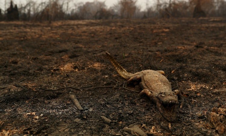 巴西亞馬遜1到9月森林火災已超越2021全年，總統波索納洛競選連任面臨壓力
