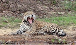 1024px-Jaguar_(Panthera_onca_palustris)_