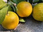 台灣特有原生植物南庄橙　酸中帶苦風味獨特