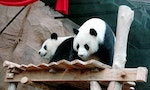 中國熊貓外交史（三）：積弱的中華民國，才是熊貓外交的創始人