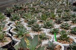 0343-conservatory-caudex-cactus-agave-in