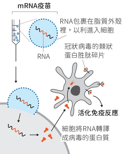 解析輝瑞 莫德納都採用的mrna疫苗 讓人體細胞自己生產病毒殘肢的的奇詭路數 The News Lens 關鍵評論網