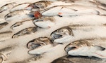 破解食安迷思：野生鮭魚對身體好，養殖鮭魚有害健康？