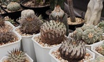 0343-conservatory-caudex-cactus-agave-in