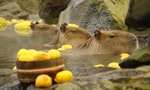 在這冷得要命的天氣裡，日本5家動物園聯合舉辦「誰家水豚泡湯泡最久大對決」