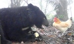 黑熊保育的十字路口：野放或圈養，「編號711」獲救後該何去何從？