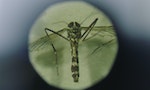 零距離科學：白紋伊蚊（虎蚊）如何將寨卡病毒傳播？