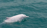 台灣首份離岸風場生態調查出爐：施工期間，對鯨豚活動造成哪些影響？