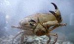 研究：海底電纜磁場會「迷住」螃蟹，離岸風電廠可能對海洋生物造成傷害？