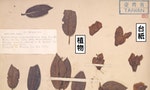 《採集人的野帳》漫畫幕後：後台灣植物大命名時代二三事，給你滿滿的大正風情與植物小知識