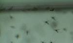 零距離科學：蚊網正令瘧疾大幅減少？