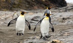 《動物同性戀》：愛丁堡動物園五隻國王企鵝的不尋常故事，推翻了人們對動物行為先入為主的想法