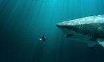 零距離科學：曾生存2000萬年，超級掠食者「巨齒鯊」為何滅絕？