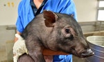 蘭嶼豬異地保種40年終於返鄉，回流後第一代豬寶寶誕生，延續島上原生種豬傳承