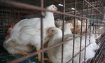 全球首批動物傳人，俄羅斯證實7人感染「H5N8」禽流感