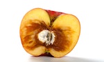蘋果果核有白色絲狀物，是因為保存不當嗎？