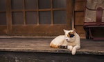 夏目漱石短篇〈貓之墓〉：我家那隻貓兒越來越瘦，聽到牠的呻吟就覺得心裡發麻