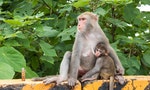 你沒想過的野生動物鄰居：對台灣獼猴了解多一些，衝突就能少一些