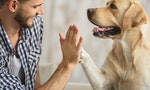 《潛意識正在控制你的行為》：狗最擅長解讀人類的社會訊號，更勝於我們的靈長類親戚