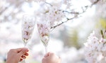Soft blurred background of woman and man hand holding a glass full of cherry blossom flower or Sakura at spring park on a sunny day background. Romantic traveling.