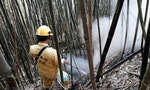 阿里山發生森林大火，為何「預警系統」沒有發揮功能？