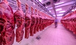 《純素時代來臨！》：人類打造的肉類生產機器——食品業是造成絕大多數動物痛苦的產業