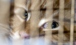 《我是遺物整理師》：請問是否可以協助清理在家中死去的「貓咪們」？