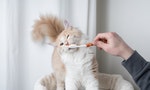 如何正確幫貓咪刷牙？手把手減壓教學步驟看這裡