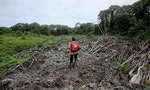 印尼政府力推《綜合法案》拼經濟，犧牲雨林改種具經濟價值的油棕樹引環保​​疑慮
