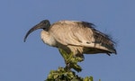 800px-Sacred_ibis_(Threskiornis_aethiopi