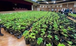 調查局破獲市值5億「大麻植株」，創我國緝毒史上最大量紀錄