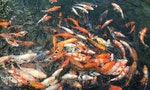 身在職場大池塘，你想當稀有的錦鯉還是餐桌上的吳郭魚？