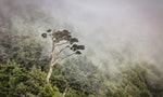 三分鐘看懂「森林碳權」：森林碳匯要如何轉成可買賣的碳權？