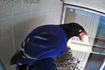 台灣藍鵲襲巢偷蛋