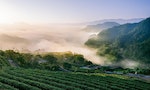 【未來大人物】「金瓜三號」蔡威德：發揚坪林茶鄉文化，打造永續地方經濟