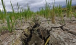 台灣乾旱造成農損逾6億，重災區屏東占41%，金門小麥成「空包彈」