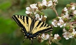 《蝴蝶熱》：馬兜鈴鳳蝶可以改變先天記憶中的設定，其他蝶種必定也同樣聰明