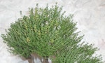 Thymus_bonsai