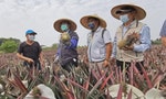 Taiwan’s ‘Pineapple War:’ Opportunity Amid an Industry Crisis