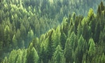 取得「森林碳權」後，接下來可以在哪裡買賣交易？